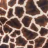 GIRAFA