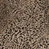 LEOPARDO